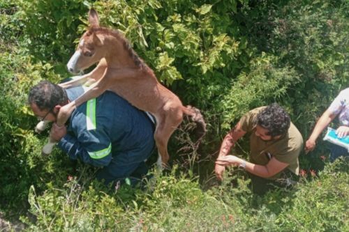 Rescata policía de Ecatepec a potrillo abandonado en Sierra de Guadalupe